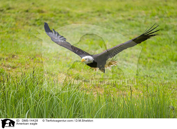 Weikopfseeadler / American eagle / DMS-14428