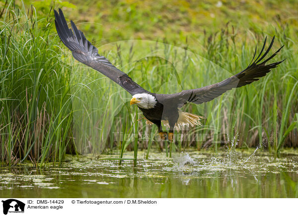Weikopfseeadler / American eagle / DMS-14429
