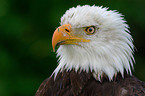 American Bald Eagle