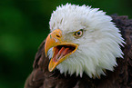 American Bald Eagle