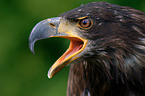 young American Bald Eagle