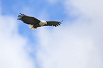 flying american eagle