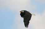 American bald eagle