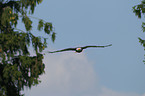 American bald eagle