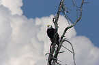 white-headed eagle