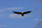 white-headed eagle