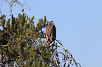 white-headed eagle