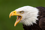 American eagle portrait