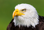 American eagle portrait