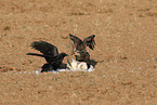 American eagle with prey