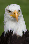 American bald eagle