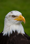 American bald eagle