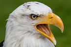 American bald eagle