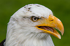 American bald eagle