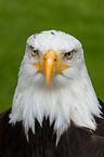 American bald eagle