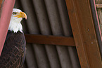 American bald eagle