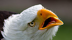 American bald eagle