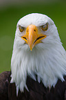 American bald eagle