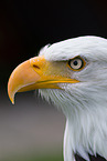 American bald eagle