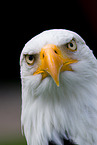 American bald eagle