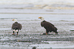 American eagles