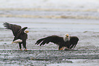 American eagles