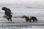 American eagles