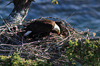 American eagles