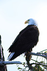 American eagle