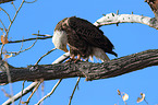 American bald eagle