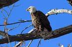 American bald eagle