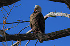 American bald eagle