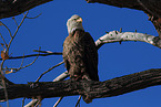 American bald eagle