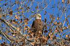 American bald eagle