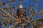 American bald eagle