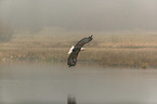 flying american eagle