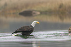 Bald eagle at the river