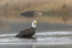 Bald eagle at the river