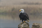 Bald eagle at the river