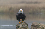 Bald eagle at the river