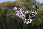 flying Bald Eagle