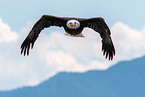 American bald eagle