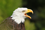 American bald eagle