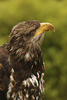 American bald eagle