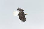 American bald eagle