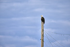 American bald eagle