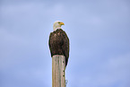 American bald eagle