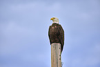 American bald eagle