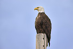 American bald eagle