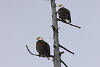 American bald eagles